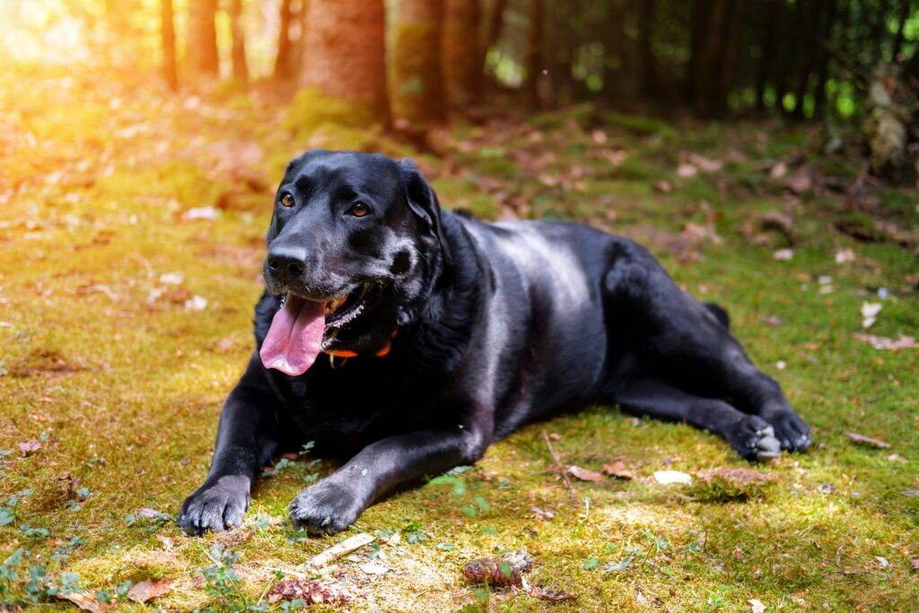 A black Labrador relaxing outdoors