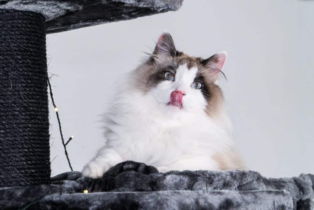 how to choose a cat tree
