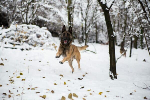 A German Shepherd running on snow