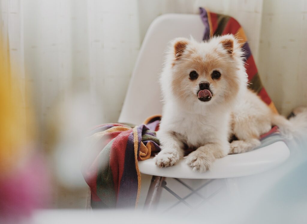 A Pomeranian dog seated
