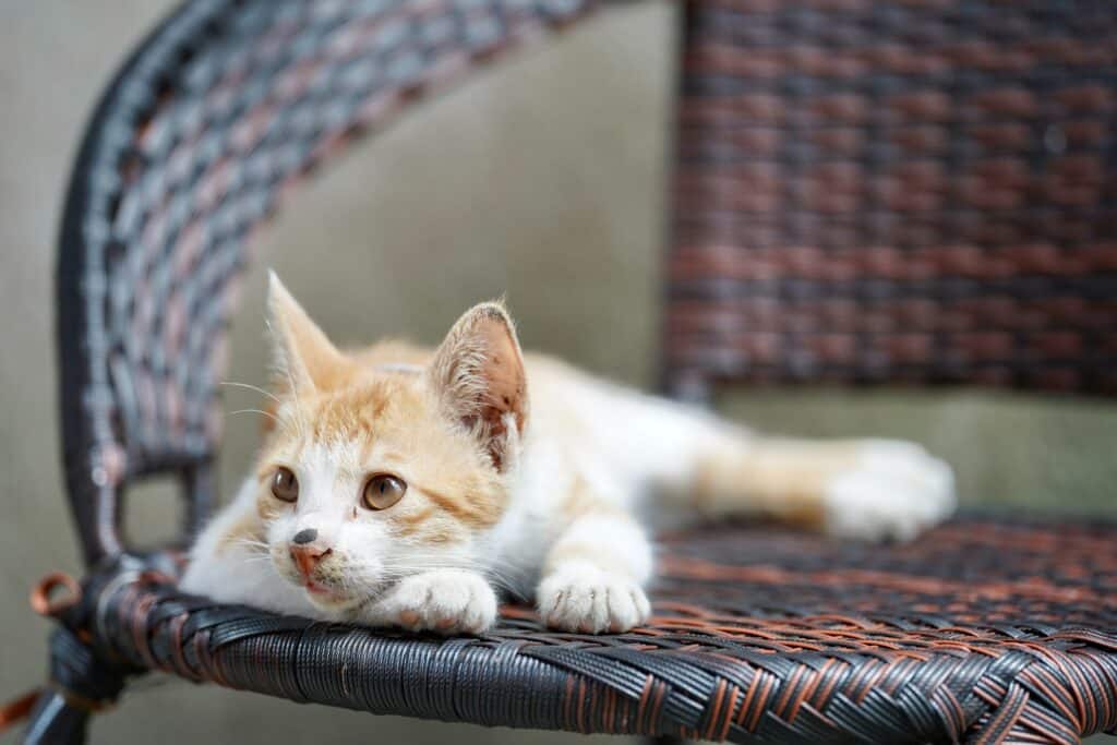 A white and brown cat relaxing
