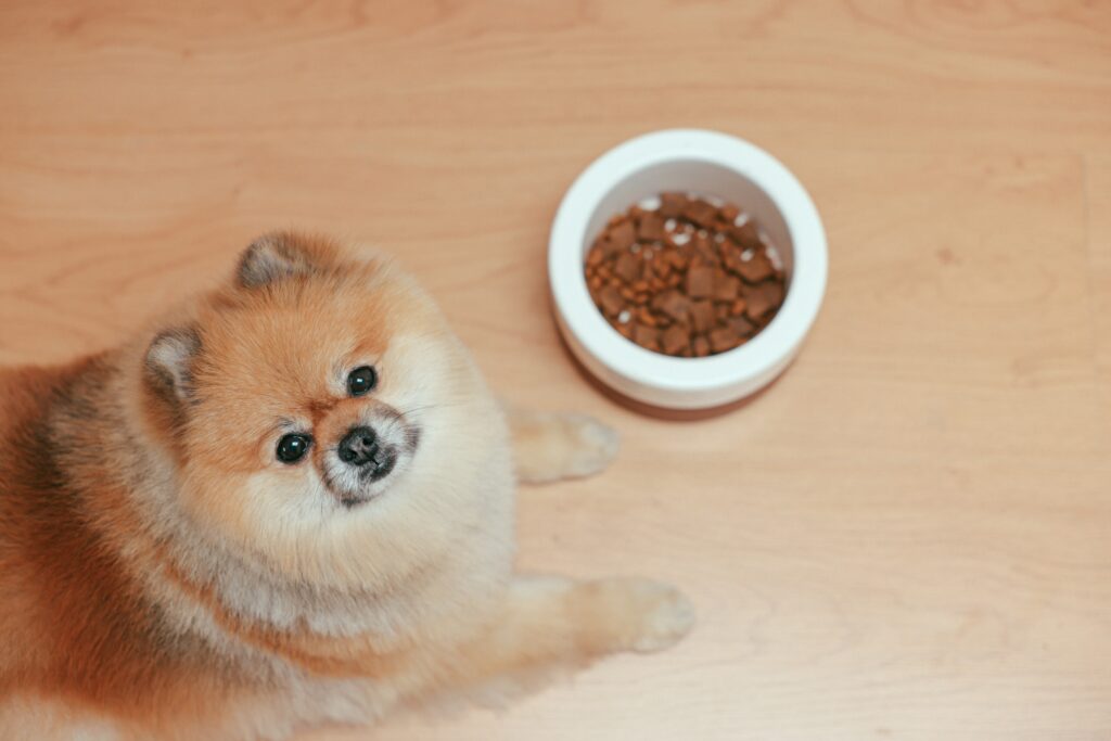 Brown Pomeranian with treats