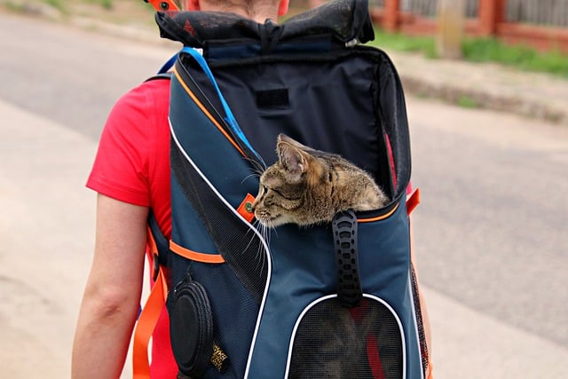 Cat Carriers & Travel