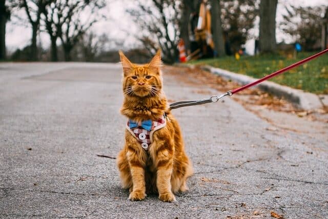 Cat Leashes, Collars & Harnesses