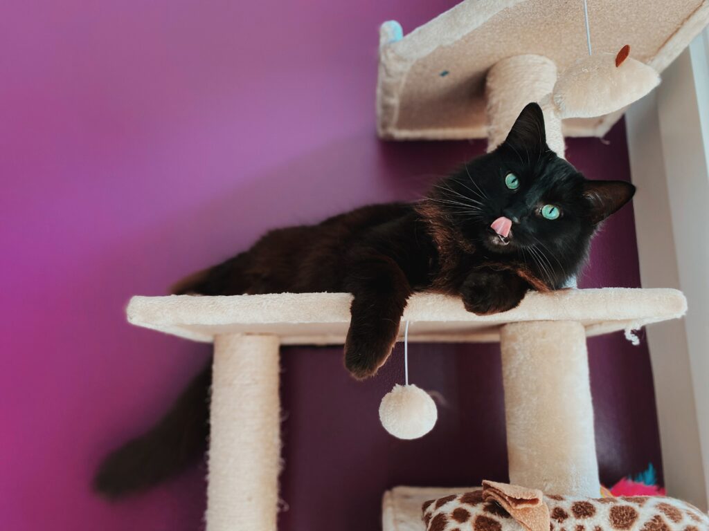 Cat tree with hanging toy