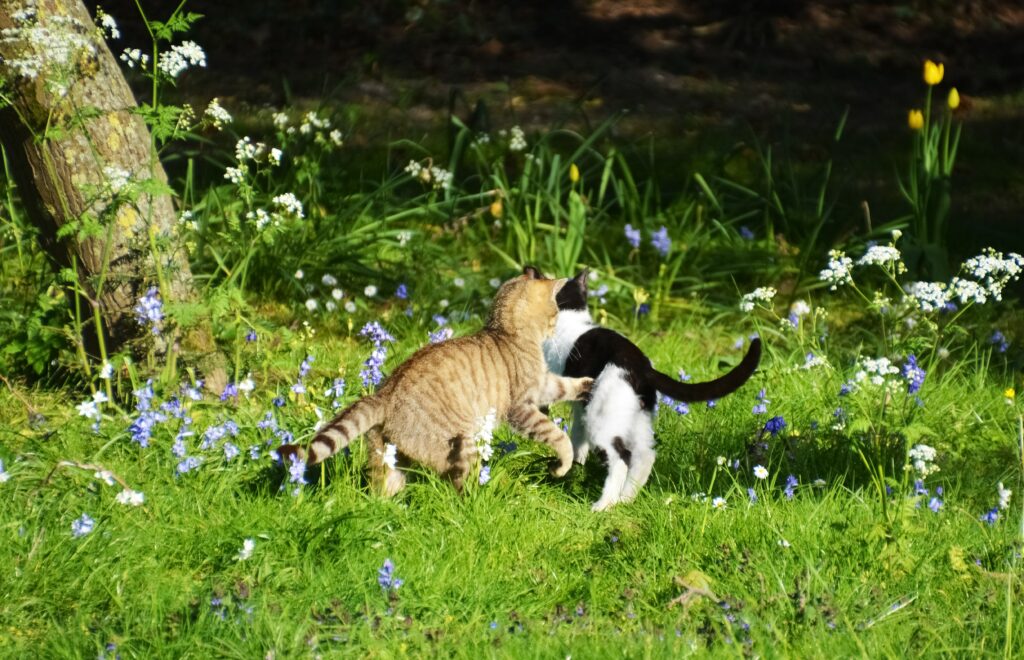 Cats playing outdoors