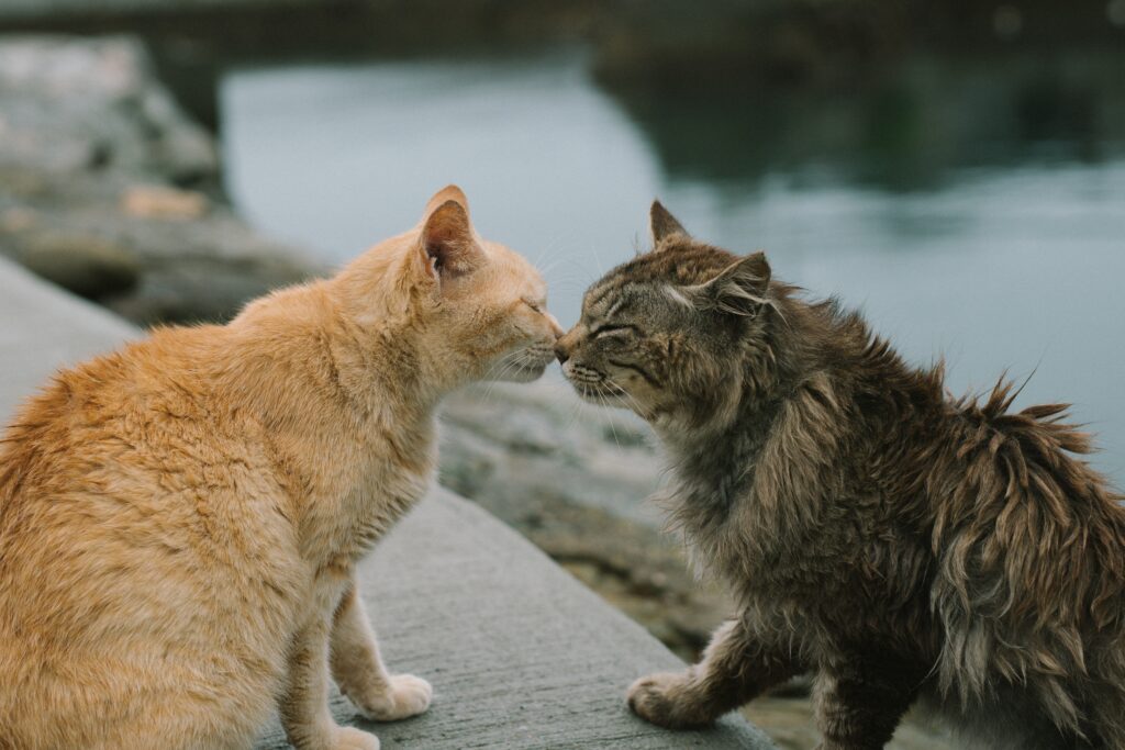 Cats sniffing each other