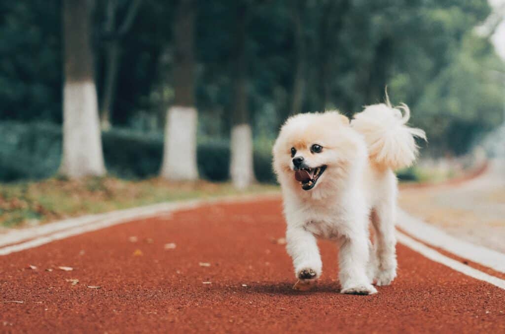 Cute Pomeranian walking