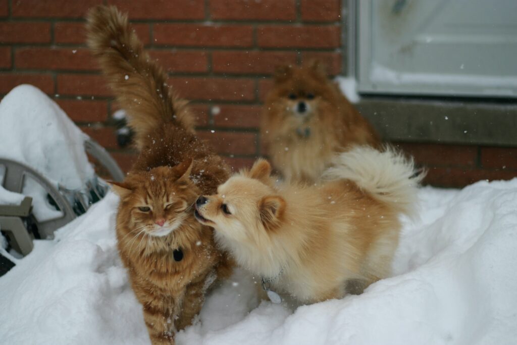 Cute pomeranian playing with a cat