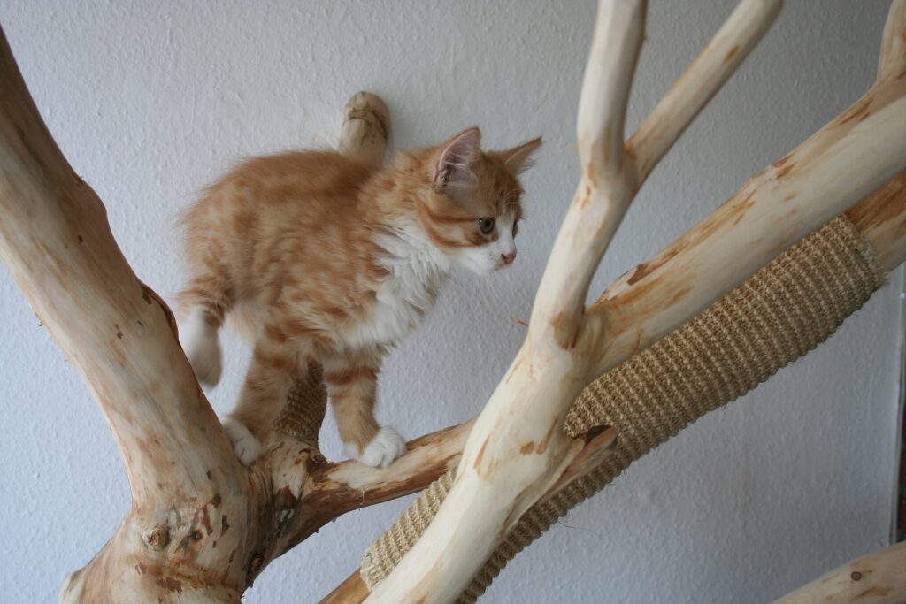 Diy cat tree from real tree