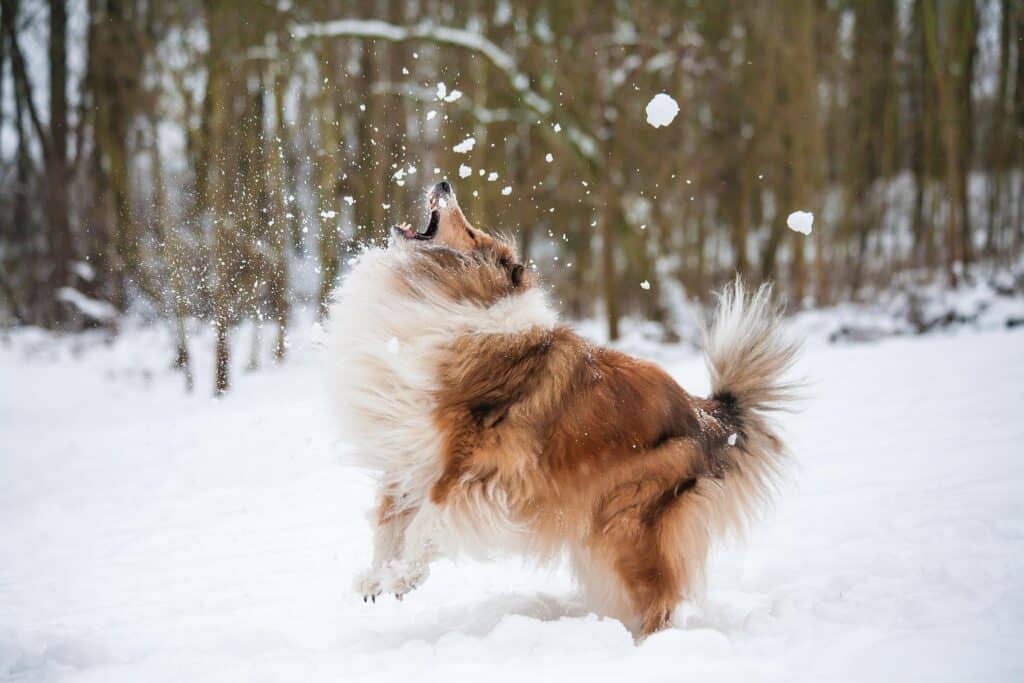 Dog playing on snow