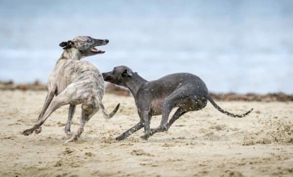 Greyhounds playing