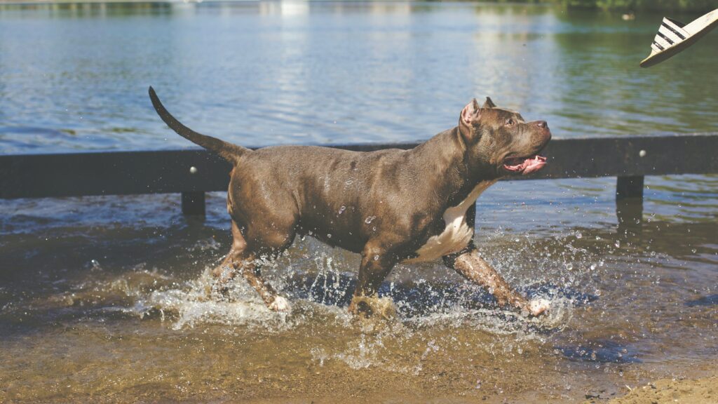 Pitbull walking in water