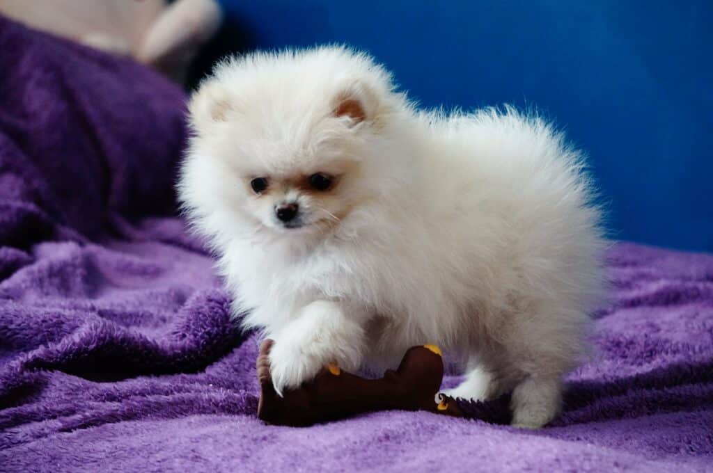 Teacup Pomeranian playing with a toy