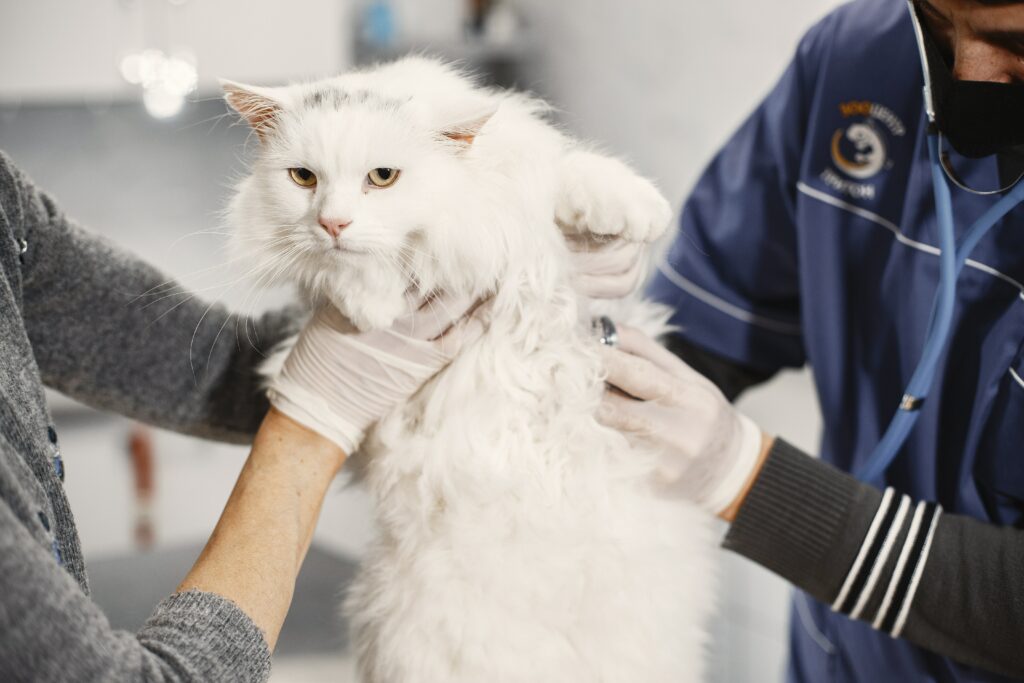 White cat at the vet