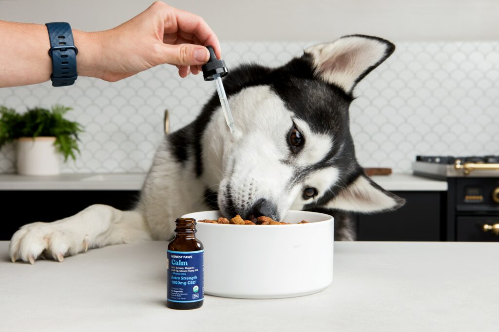 Can a dog take a probiotic