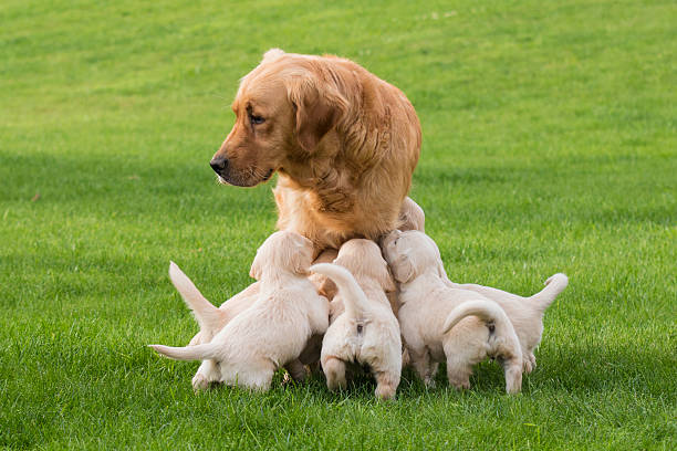 How Many Puppies Do Golden Retrievers Have