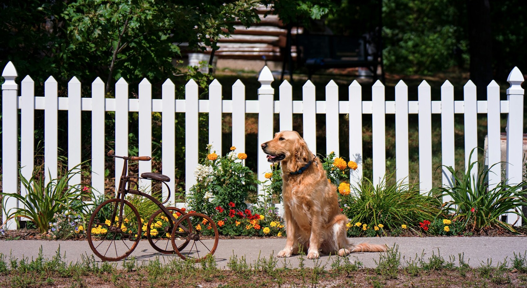 Quick and Easy Dog Fence Ideas