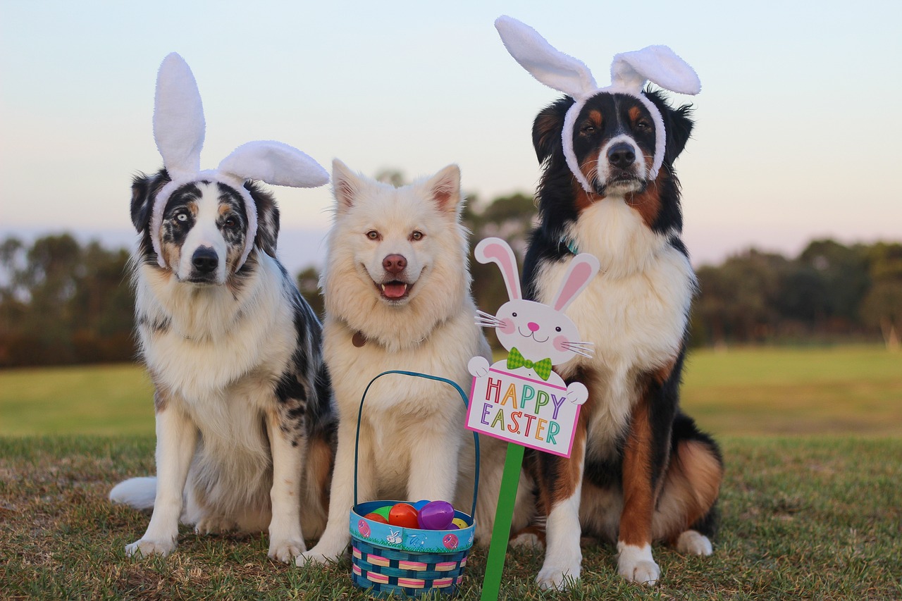 12 Easter Gift Ideas for Dogs