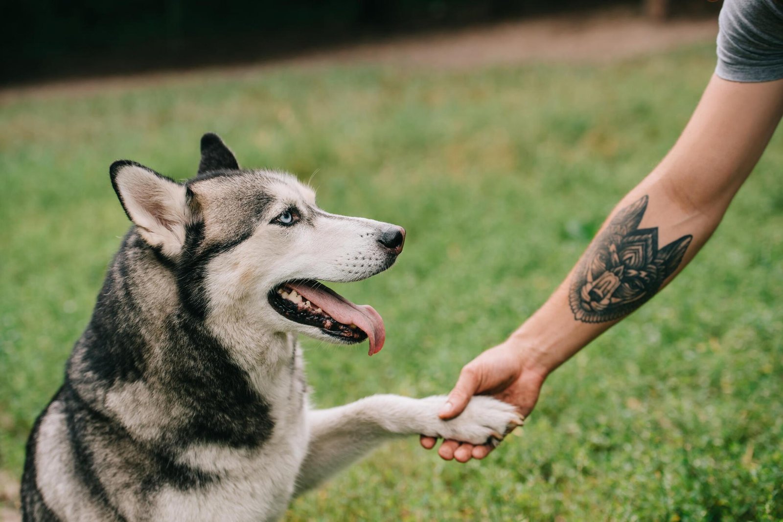 siberian husky dog giving paw to man showcasing cute dog tattoo ideas