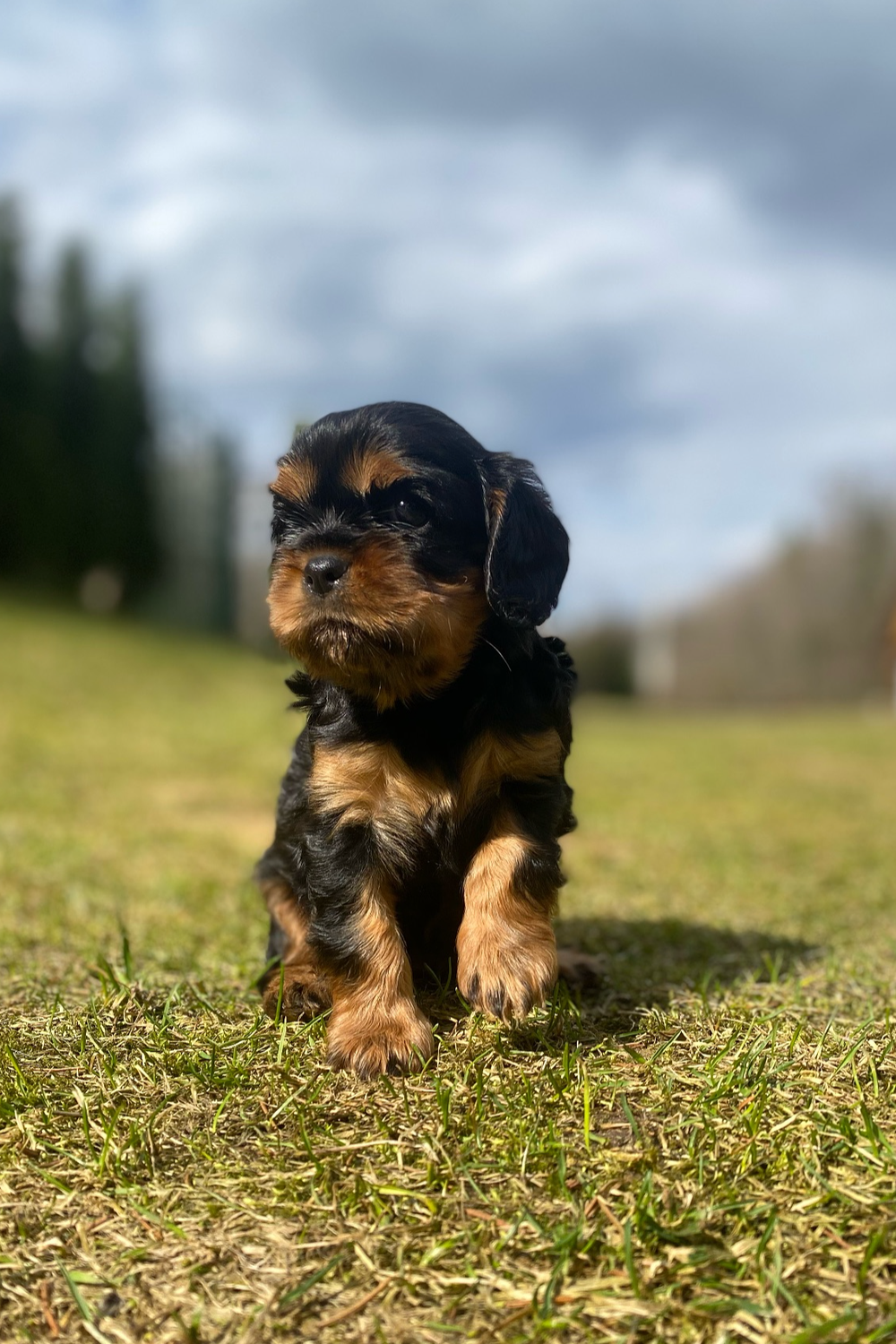 Black cavalier king charles spaniel puppy